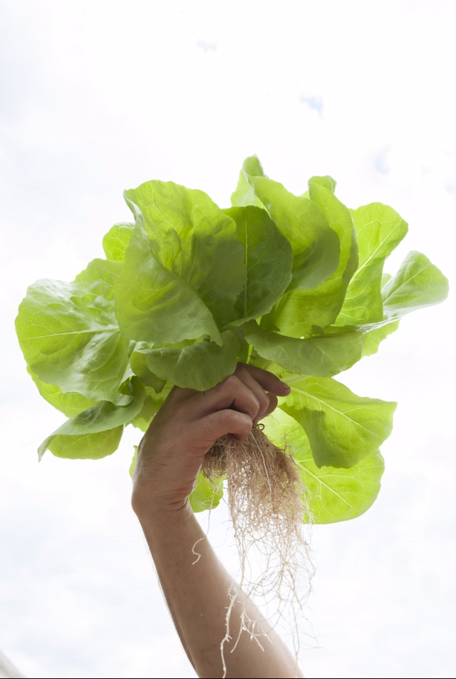 Lechuga Mantecosa