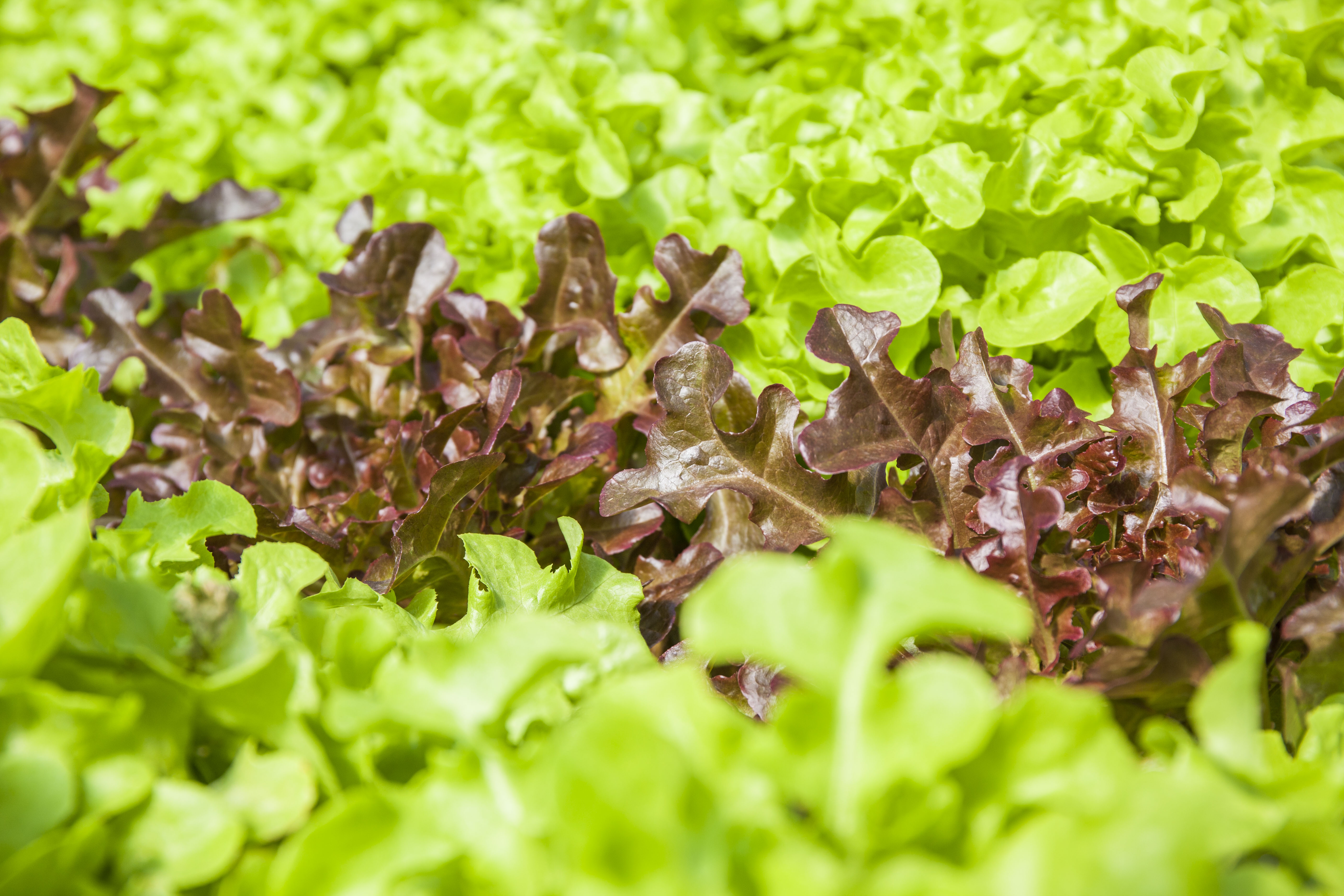 Babyleaf Mix