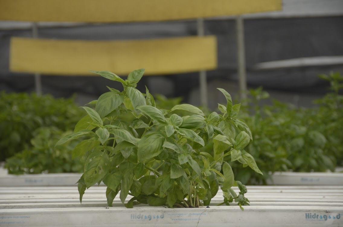 Albahaca